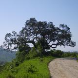 Camino de terracería