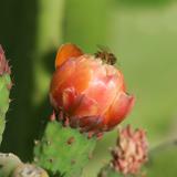 FLOR DEL NOPAL