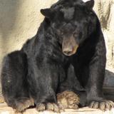 Oso negro americano en el parque La Pastora