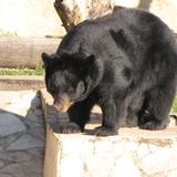 Oso negro americano en el parque La Pastora