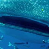 Whale Shark Safari