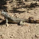 faúna silvestre en ixtapa, iguana