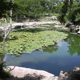 cenote de dzibilchaltun