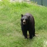 Oso pardo en el Zoologico de Guadalajara