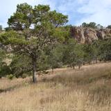 Arboles de piñones (La Labor del Mazo)