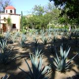 Jardines con agave azul. Fábrica la Cofradía.