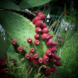 Nopal con tunas