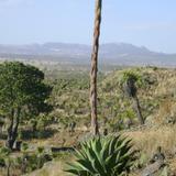 Vegetación en la zona arqueológica de Cantona, Puebla