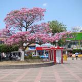 macuilis del parque independencia