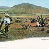 Hacienda de Maguey