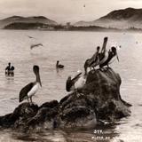 Pelícanos en la Playa de Hornos