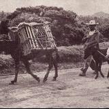 Arrieros y burro de carga