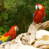 Colores de Xcaret