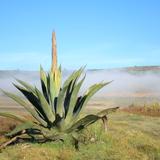 Maguey y niebla