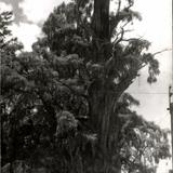 Arbol de la Noche Triste