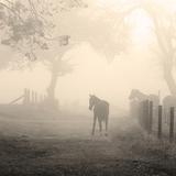 NATURALEZA: Caballos entre la niebla. Barrio de Teotlalpan, Chignahuapan, Puebla