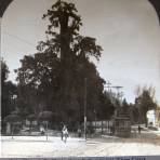 Arbol de la Noche Triste 1900