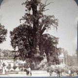 Arbol de la Noche Triste Agua