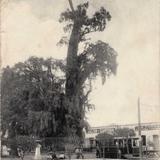 Arbol de la Noche Triste