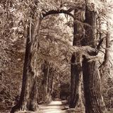 Ahuehuetes en el Parque de Chapultepec (circa 1920)