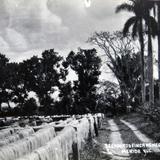 Secando el Henequen en una Hacienda Henequera Circa 1947