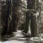 Parque de Chapultepec por HUGO BREHME