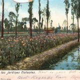 Amapolas en los jardines flotante de Xochimilco