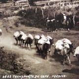 TRANSPORTE DE CAFE por el fotografo HUGO BREHME