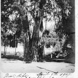 Bosque de Chapultepec