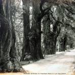 Ahuehuetes del Bosque de Chapultepec Mexico D F por Hugo Brehme