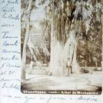 El Arbol de Moctezuma en Chapultepec ( Fechada 13 de Agosto de 1902 )