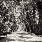 Bosque de Chapultepec: Calzada del Rey