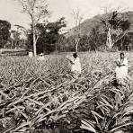 Cultivo de la piña en Amatlán