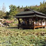 Estanque del Jardín Japones. Noviembre/2016