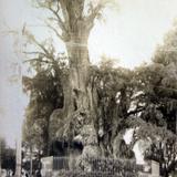 El Arbol de La Noche triste..