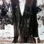 Un Ahuehuete en el Bosque de Chapultepec por el fotografo Hugo Brehme.