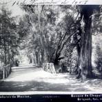 Bosque de Chapultepec por el Fotógrafo Abel Briquet ( Circulada el 16 de Noviembre de 1908 ).