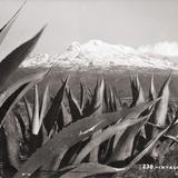 Volcán Iztaccíhuatl, con magueyes