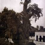 El Arbol de La Noche triste Por el fotografo Hugo Brehme.