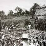 Cargando platanos Roatan.