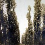 Xochimilco una Chinampa por el  Fotógrafo Felix Miret ( Circulada el 20de mayo de 1910 ).