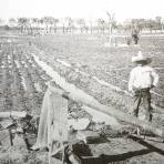 Regando los campos freseros ( Fechada en 1927 ).