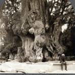 El Arbol de La Noche Triste 1906.