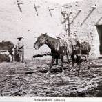 Amaestrando caballos por el Fotógrafo Charles Bolbrugge.