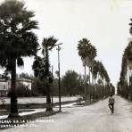 Palmeras en la Colonia Moderna. - Guadalajara, Jalisco