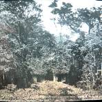 RUINAS ARQUEOLOGICAS de Palenque por el Fotógrafo Charles B, Waite.