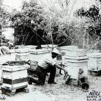 Tipos Mexicanos recolectando la miel de abeja.