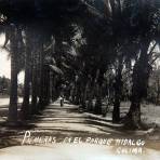 Palmeras en el Parque  Hidalgo.